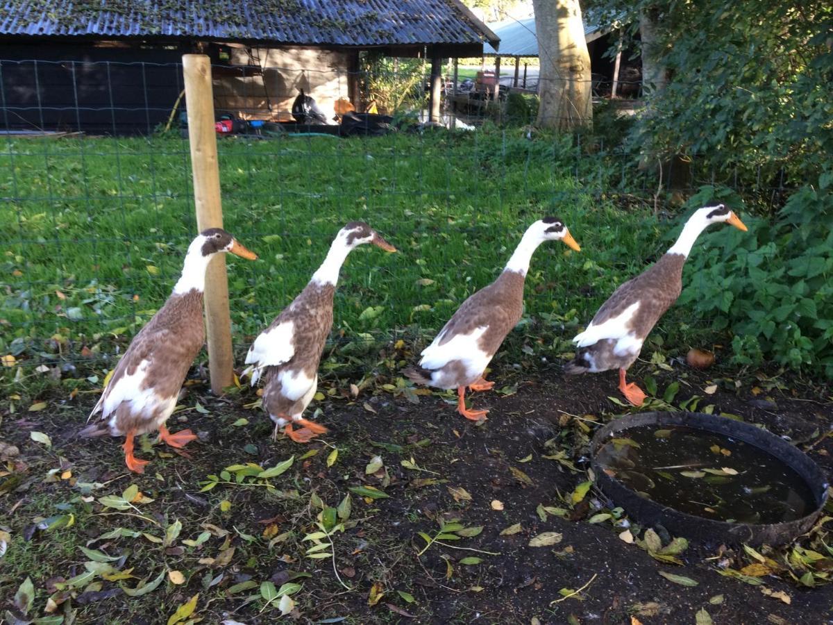 De Aardigeyt Bed & Breakfast Giethoorn Bagian luar foto